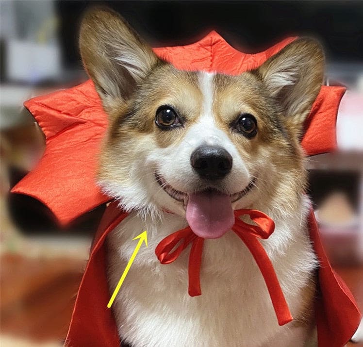 Dracula Costume